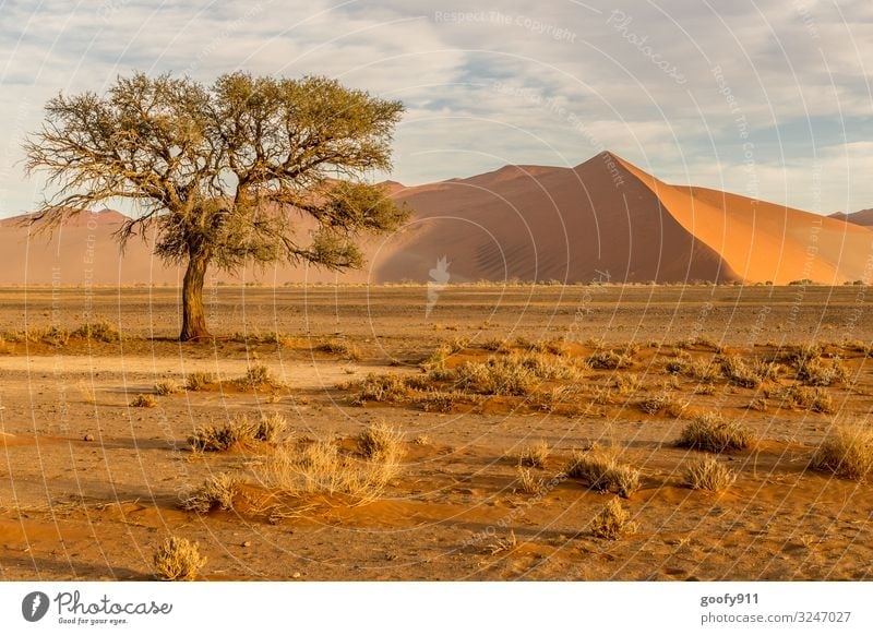 Die Namib Wüste Ferien & Urlaub & Reisen Ausflug Abenteuer Ferne Freiheit Safari Expedition Umwelt Natur Landschaft Urelemente Erde Sand Himmel Wolken Horizont