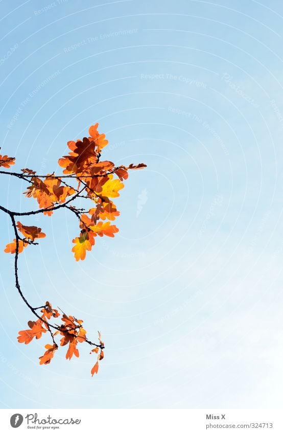 Herbst von links Wolkenloser Himmel Wetter Schönes Wetter Baum Blatt gold Vergänglichkeit Herbstlaub Eiche Eichenblatt Ast Zweig Herbstbeginn Herbstfärbung