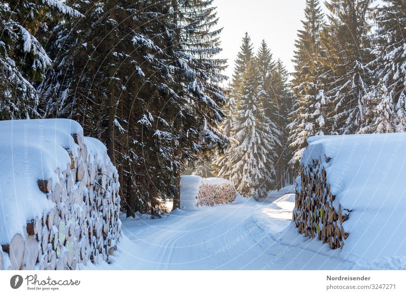 Winterwald Ausflug Schnee Winterurlaub Weihnachten & Advent Silvester u. Neujahr Wintersport Landwirtschaft Forstwirtschaft Güterverkehr & Logistik Natur