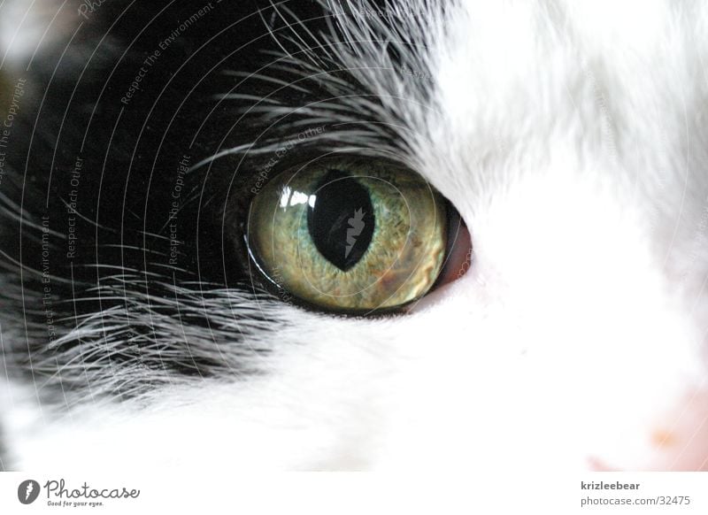 katzenauge 1 Katze Makroaufnahme schwarz weiß Schnauze Auge Katzenauge Nahaufnahme