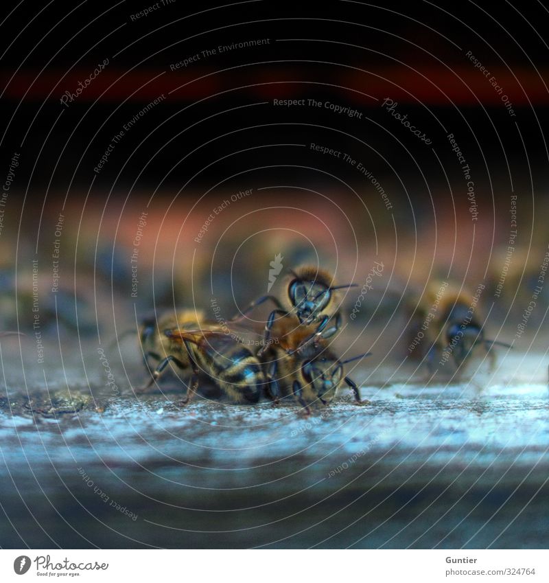 Bienen I Natur schwarz Bienenstock bedrohlich Holz Imker gelb Farbfoto Außenaufnahme Textfreiraum oben Tag Licht Schatten Unschärfe Zentralperspektive