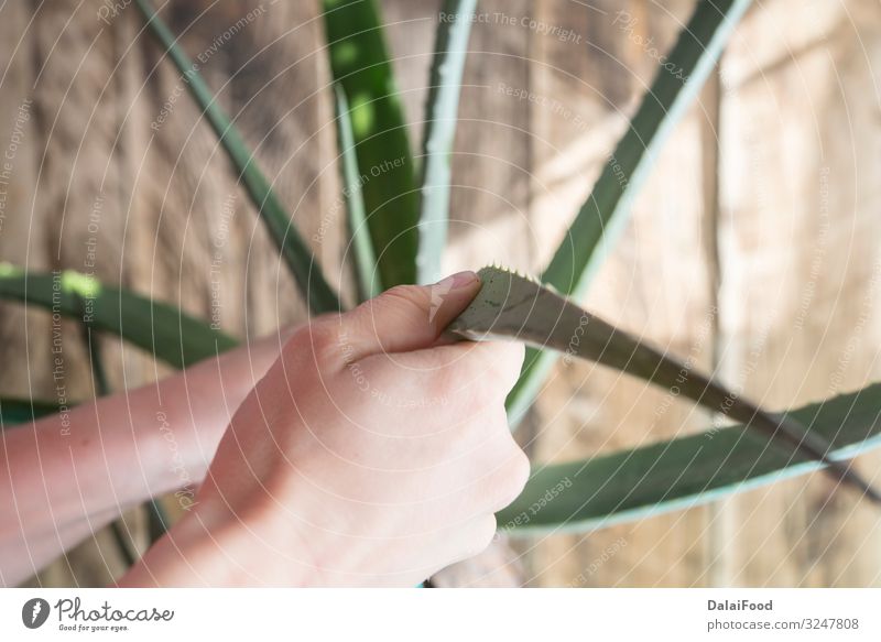 Reinigung von Aloe Vera mit Lappen Kräuter & Gewürze Saft Behandlung Spa Natur Pflanze Kaktus Blatt Tropfen frisch nass Sauberkeit grün weiß rein Agave