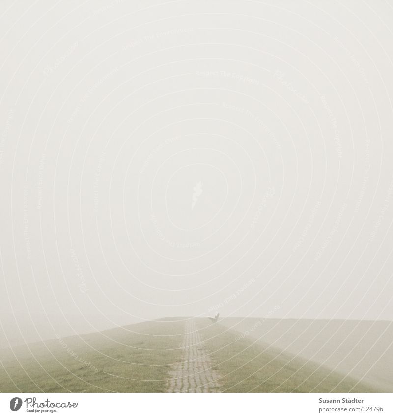 wohin gehts? Landschaft schlechtes Wetter Feld Küste Nordsee außergewöhnlich Ferne gruselig Wege & Pfade Nebel Nebelschleier Bank gehen Einsamkeit Deich