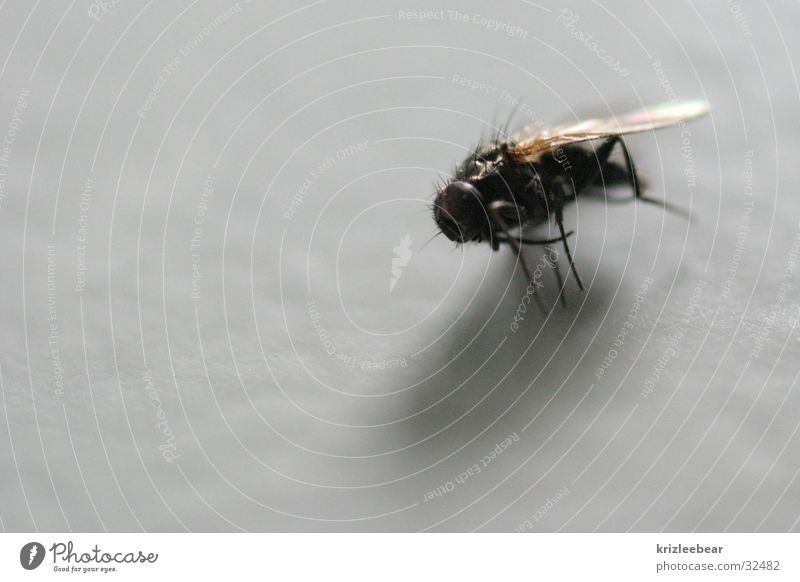 natürlicher tod Fliege Chitin Insekt Tod einfach so gestorben fund
