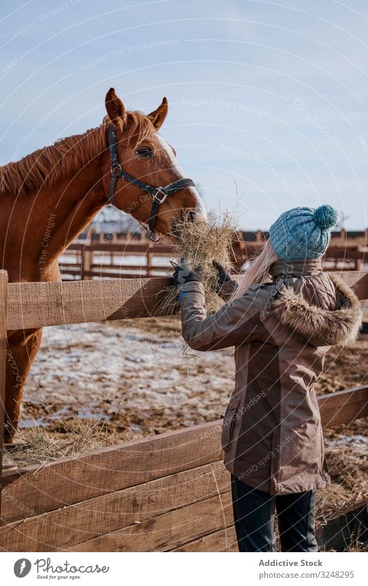 Warm gekleidete Frau füttert braunes Pferd mit Heu füttern Haustier Hengst Tier Pflege Natur Säugetier Stroh Zaumzeug Bauernhof Sattel Pferderücken Weide