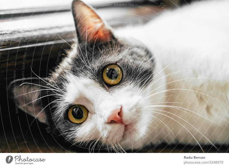 Süßes Katzenporträt zu Hause Auge gestreift seltsam Glück Bartansatz Kurzhaar Ausdruck Nahaufnahme lieblich Kopf Blick Miau Schnurrhaar Gesundheit Freude