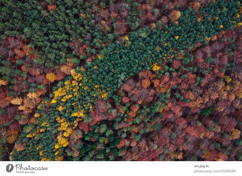 Waldwege Ferien & Urlaub & Reisen Umwelt Natur Landschaft Pflanze Herbst Klimawandel Erholung nachhaltig Umweltschutz Wachstum Wege & Pfade Farbfoto
