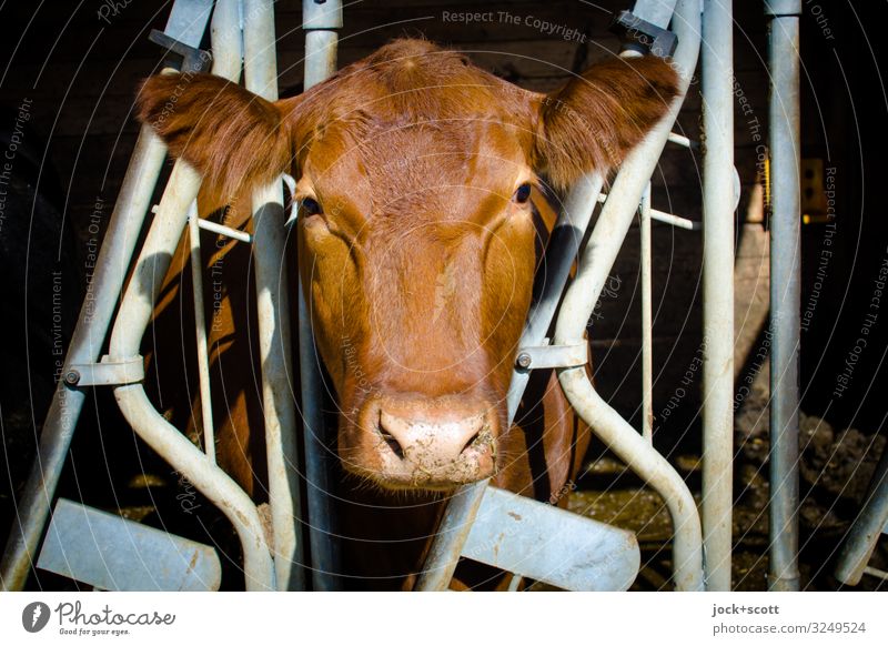 Komfort für Kuh im Rahmen Landwirtschaft Bauernhof Kuhstall Nutztier Tiergesicht 1 Gitter authentisch braun Gelassenheit Leben Sinnesorgane Symmetrie