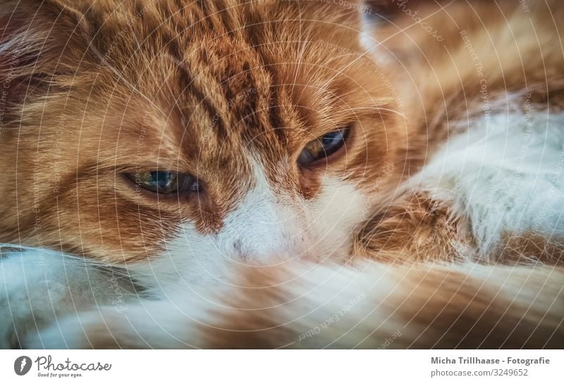 Schlummernde Katze auf der Couch Tier Haustier Tiergesicht Fell Kopf Auge Nase Schnurrhaar Schwanz 1 beobachten Erholung glänzend Blick schlafen nah natürlich