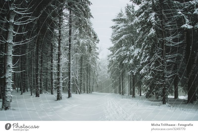 Lichtung im verschneiten Wald Ferien & Urlaub & Reisen Tourismus Winterurlaub Skifahren Natur Landschaft Himmel Sonnenlicht Nebel Eis Frost Schnee Pflanze Baum