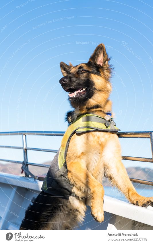 Deutscher Schäferhund, der am Boot posiert. Freude Freundschaft Erwachsene Zähne Natur Tier Pelzmantel Haustier Hund hören niedlich braun schwarz Schutz