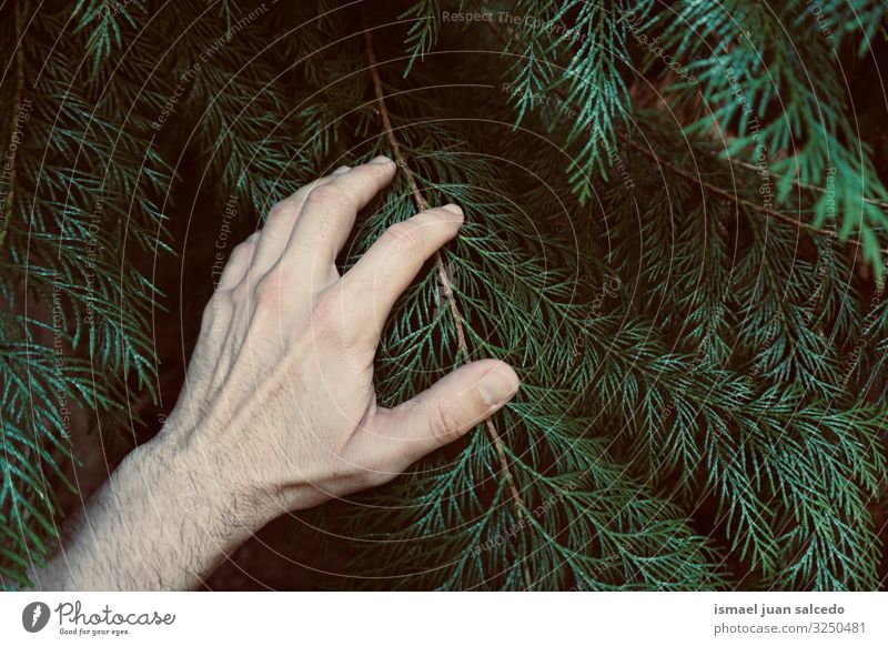 Hand berührt die grünen Blätter und fühlt die Natur Blatt Finger Körperteil Halt Gefühle berühren frisch Außenaufnahme schön zerbrechlich Hintergrundbild