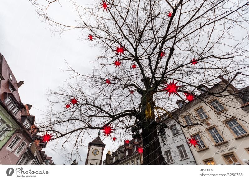 Stammhalter Weihnachten & Advent Himmel Winter Baum Linde Tor Freiburg im Breisgau Stadtzentrum Altstadt Haus Beleuchtung Stern (Symbol) leuchten Stimmung