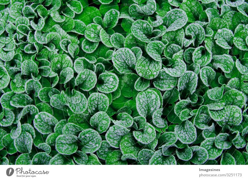 Feldsalat Lebensmittel Bioprodukte Hintergrundbild Gartenpflanzen Eis Frost Schnee Pflanze frisch Gesundheit grün Farbe genießen "Laub Feldsalatblatt