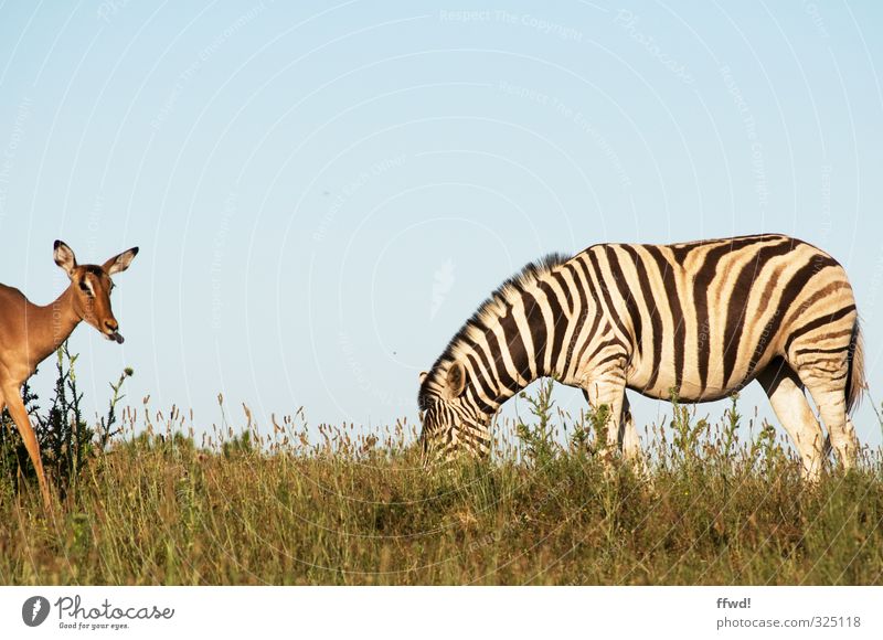 Safari Ferien & Urlaub & Reisen Ausflug Ferne Südafrika Nationalpark Natur Gras Wildtier Zebra Antilopen 2 Tier Fressen Farbfoto Außenaufnahme Tag