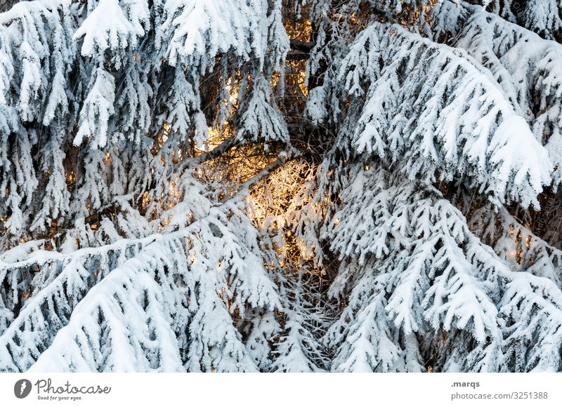 Vorglühen Weihnachten & Advent Natur Winter Schnee Ast Fichte kalt Vorfreude Wärme besinnlich Farbfoto Außenaufnahme Nahaufnahme Menschenleer Tag