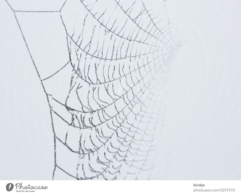 Darknet Winter Spinne Spinnennetz warten authentisch außergewöhnlich bedrohlich fantastisch listig grau weiß Tod ästhetisch Kreativität Natur Netzwerk träumen