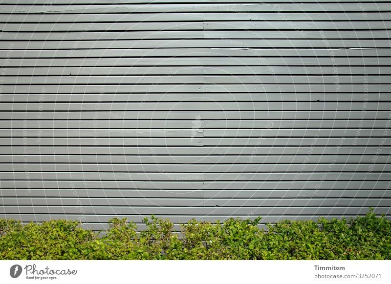 Fassade mit Hecke Ferien & Urlaub & Reisen Pflanze Sträucher Dorf Mauer Wand Holz Linie ästhetisch einfach grau grün Gefühle modern dezent Farbfoto