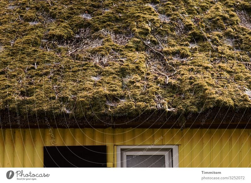 Fassade mit Dach Ferien & Urlaub & Reisen Umwelt Moos Dorf Haus Mauer Wand Sehenswürdigkeit Holz alt ästhetisch natürlich braun gelb schwarz weiß Gefühle