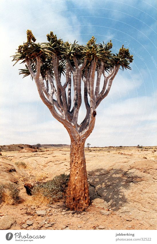 Köcherbaum in Namibia Baum Afrika Wüste endemisch