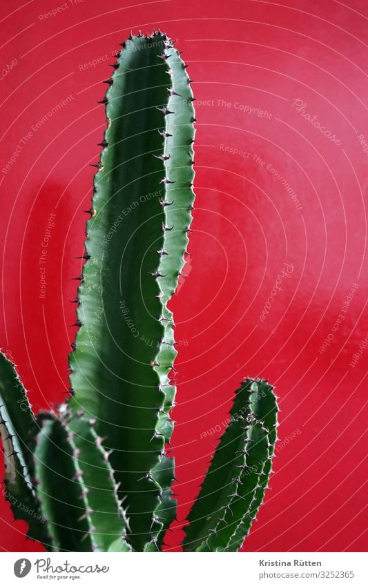 kaktus Dekoration & Verzierung Natur Pflanze Kaktus Topfpflanze Spitze rot stacheln Dorn randdornen Zimmerpflanze Botanik organisch dickfleischig sukkulent