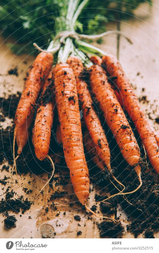 Bündel Karotten Gemüse Vegetarische Ernährung Tisch Erde frisch grün Haufen Möhre Anhäufung Feldfrüchte Anschnitt Lebensmittel Gesundheit orange roh Wurzel