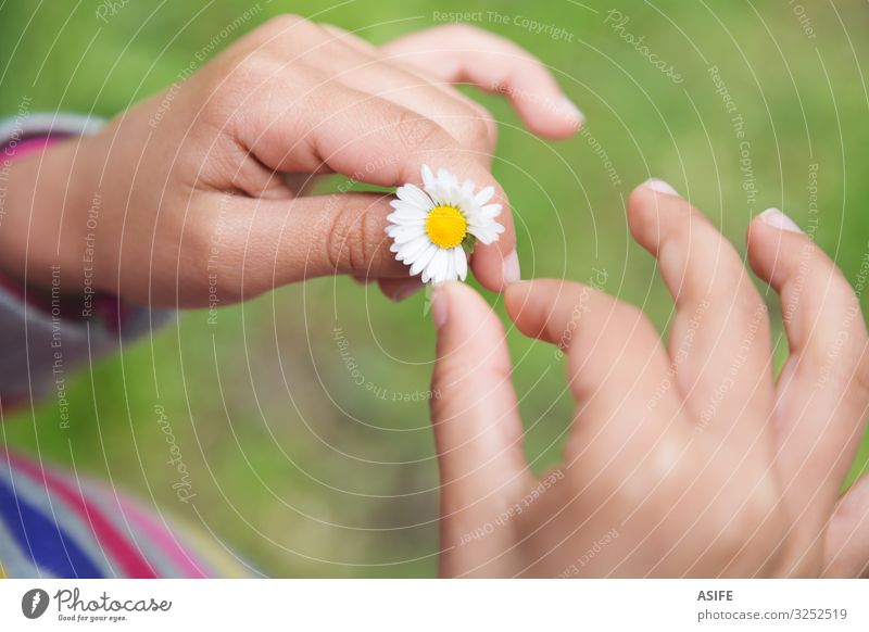 Ja oder nein Freude Spielen Kind Hand Natur Blume Gras Blatt Liebe klein Entwurf Gänseblümchen entlaubend Zweifel Mädchen abziehen Frühling Makroaufnahme