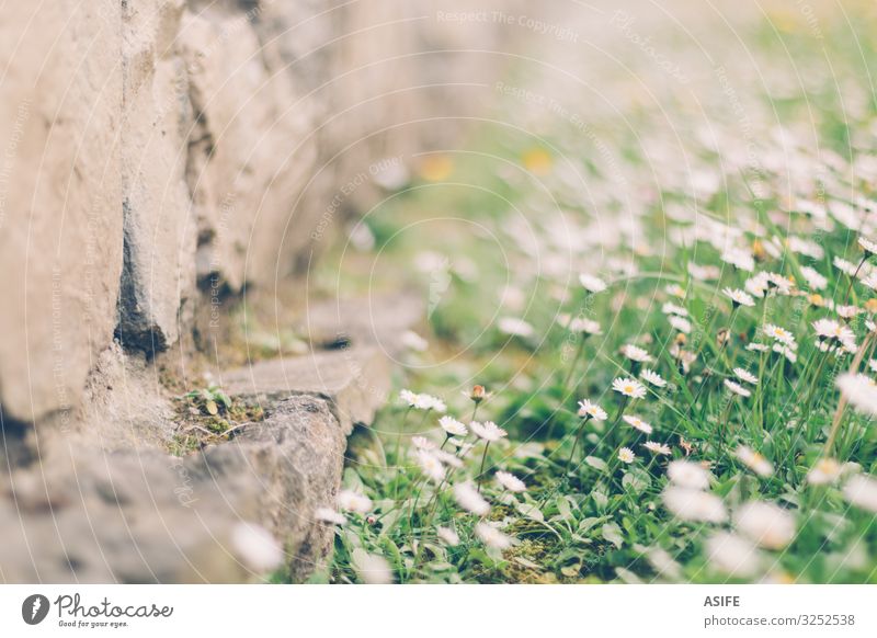 Der Frühling kommt Natur Pflanze Blume Gras Stein grün Margeriten Gänseblümchen Vordergrund Wand Nahaufnahme Detailaufnahme Menschenleer Schwache Tiefenschärfe
