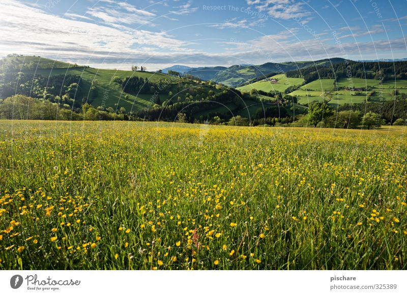 Sommerwiese Natur Landschaft Frühling Schönes Wetter Blume Wiese Hügel frisch schön Mostviertel Österreich Löwenzahn Farbfoto Außenaufnahme Tag