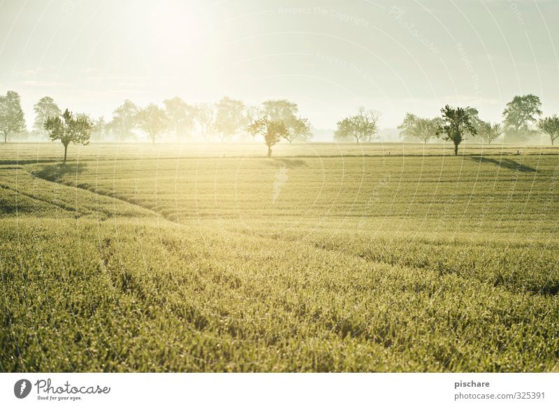 Früh morgens in Österreich Landschaft Sonne Baum Gras Feld schön Natur Mostviertel Nebel Farbfoto Außenaufnahme Menschenleer Morgen Licht Reflexion & Spiegelung