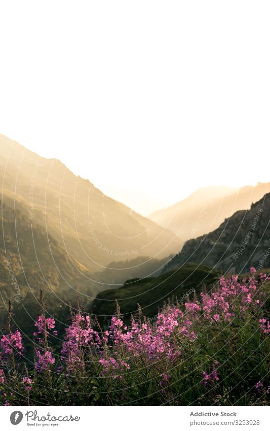 Rosa Blumen wachsen auf felsigen Bergen im sonnigen Dunst Berge u. Gebirge Rasen Natur ruhig Landschaft malerisch blau Sommer rosa Blüte Sonnenlicht Gras grün