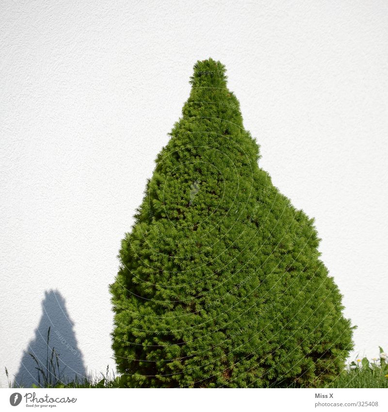Spitz Baum Garten Mauer Wand Wachstum Buchsbaum Spitze Bonsai Gartenpflanzen Farbfoto Außenaufnahme Menschenleer Textfreiraum oben Hintergrund neutral Schatten