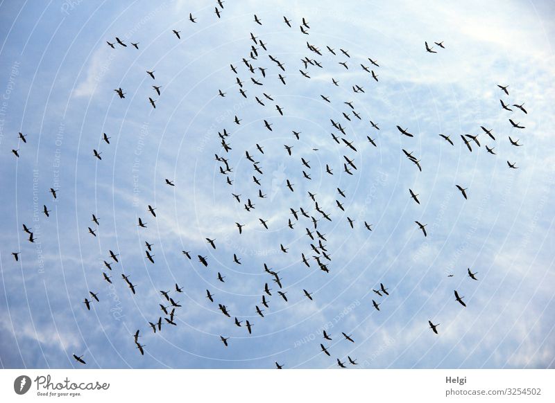 großer Schwarm Kraniche sammelt sich bei schönem Wetter am Himmel Umwelt Natur Tier Wolken Herbst Schönes Wetter Wildtier Vogel Zugvogel Vogelschwarm fliegen