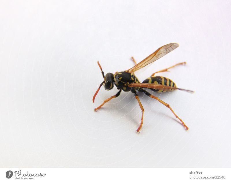 magere Wespe Wespen dünn stechen krabbeln Biene Insekt abgemagert Makroaufnahme fliegen Stachel