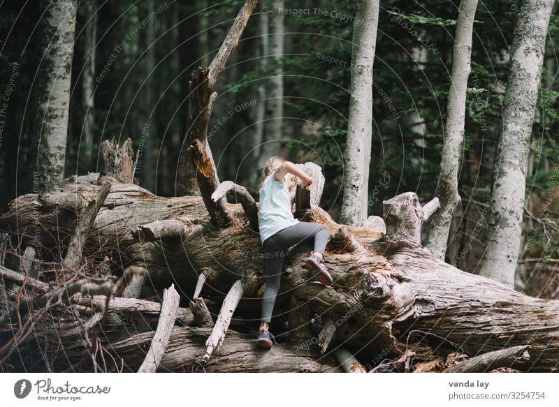 Kind klettert im Wald auf altem Baumstamm Spielen Ferien & Urlaub & Reisen Ausflug Abenteuer Sommerurlaub wandern Kindererziehung Kindergarten Mädchen Kindheit
