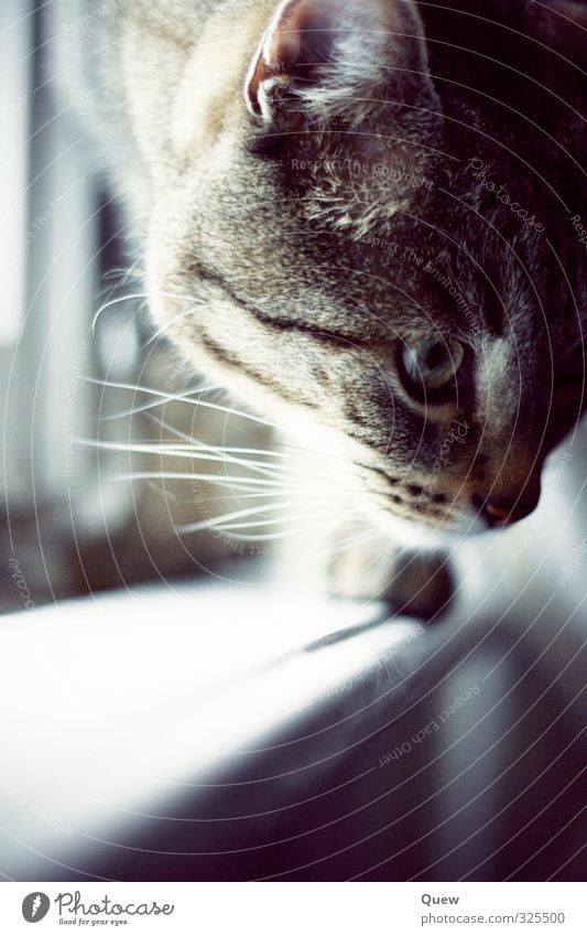 Magnus am Fenster Tier Haustier Katze Tiergesicht Fell 1 grau schwarz Gedeckte Farben Innenaufnahme Licht Schwache Tiefenschärfe Tierporträt Vorderansicht