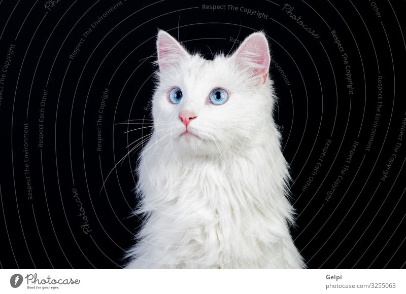 Bezaubernde weiße persische Katze schön Gesicht Tier Pelzmantel Haustier sitzen niedlich blau grau schwarz heimisch Katzenbaby Perserkatze Säugetier eine