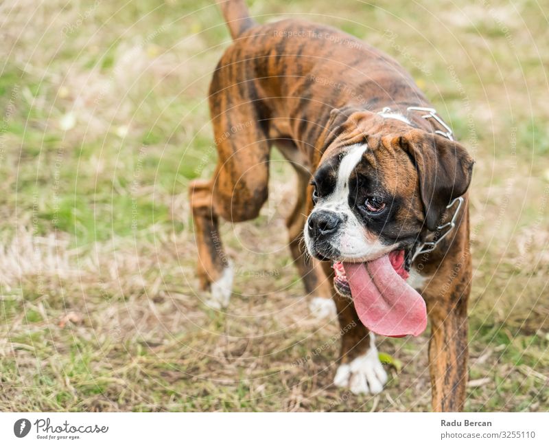 Boxer Hund Portrait Nahaufnahme Im Park Haustier züchten niedlich Säugetier Porträt weiß Reinrassig heimisch braun Freundschaft Hündchen lügen reizvoll