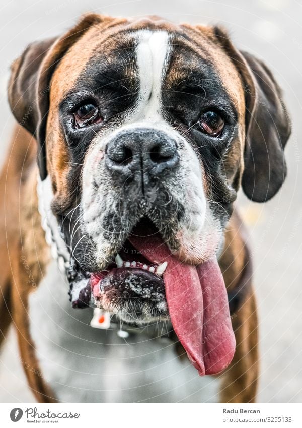 Boxer Hund Portrait Nahaufnahme Im Park Haustier züchten niedlich Säugetier Porträt weiß Reinrassig heimisch braun Freundschaft Hündchen lügen reizvoll