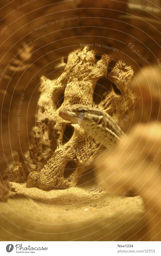 Jurassic Echsen Terrarium beige Physik Wärme Nahaufnahme