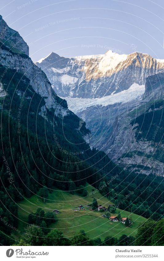 Schweizer Alpental im Morgenlicht Umwelt Natur Landschaft Sommer Berge u. Gebirge wandern Grindelwald Tal Chalet tief Baum Wald Kiefer alpin glühen Gletscher