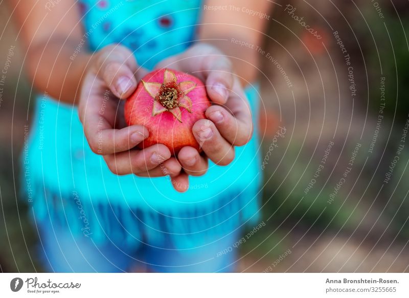 Kinderhände halten einen Granatapfel in Nahaufnahme. Frucht Gesunde Ernährung Sommer Garten Silvester u. Neujahr Hand T-Shirt Wachstum viele grün rot reif Ernte
