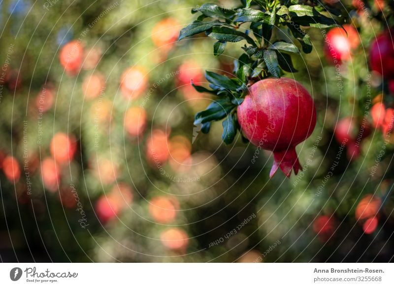 Reifer Granatapfel, der an einem Baumast in einem fruchtbaren Garten hängt. Frucht Gesunde Ernährung Sommer Silvester u. Neujahr Blatt Wachstum viele grün rot