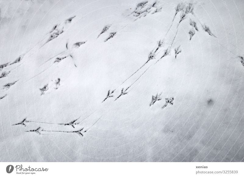 Vogelspuren im Schnee Winter Amsel kalt schwarz weiß Spuren spurenlesen Gedeckte Farben Außenaufnahme Nahaufnahme Detailaufnahme Textfreiraum unten