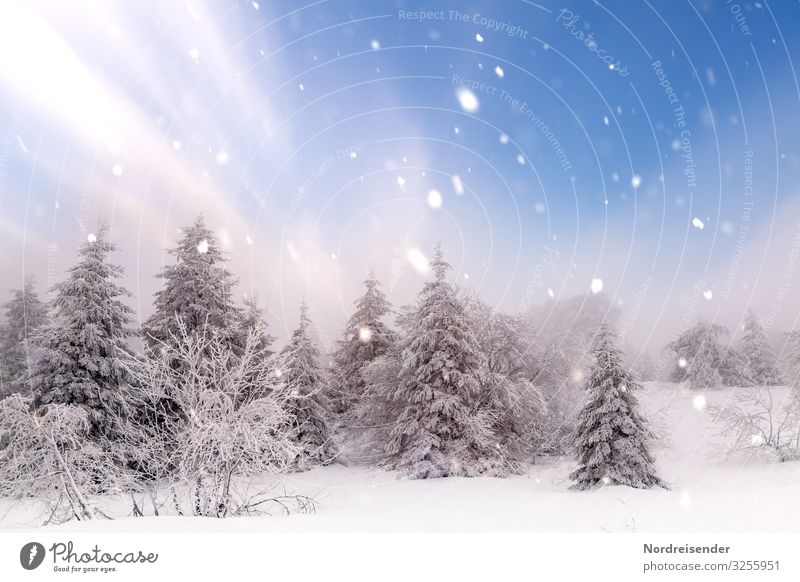 Weihnachtszeit harmonisch Sinnesorgane ruhig Ausflug Winter Schnee Winterurlaub Feste & Feiern Weihnachten & Advent Silvester u. Neujahr Natur Landschaft Himmel