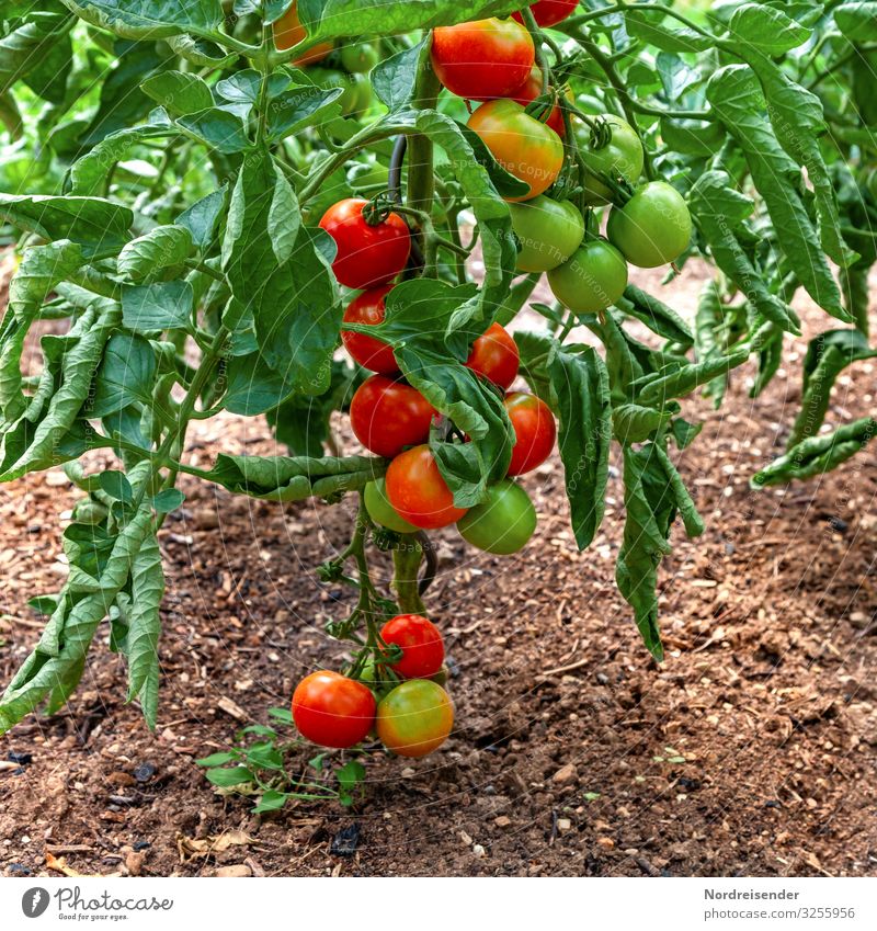 Tomaten im Garten Lebensmittel Gemüse Ernährung Bioprodukte Vegetarische Ernährung Freizeit & Hobby Erde Sommer Pflanze Nutzpflanze Wachstum frisch Gesundheit