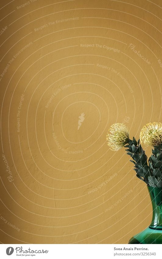 1300-Wandfarbe-Gelb Lifestyle Design Pflanze Blume Blatt Blüte Mauer Fassade Vase Freundlichkeit frisch gelb gold grün Häusliches Leben Farbe Farbfoto