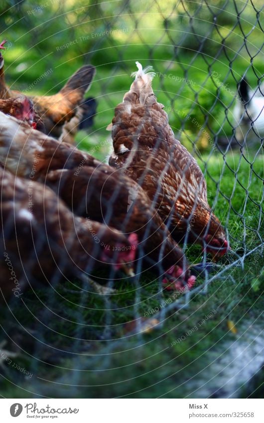 Hühner Fleisch Ernährung Tier Nutztier Vogel Tiergruppe Fressen füttern Hühnervögel Geflügel Geflügelfarm Viehhaltung Freilandhaltung Bioprodukte