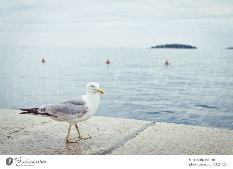 quoten-möwenbild Wasser Wolken schlechtes Wetter Regen Wellen Küste Meer Rovinj Kroatien Hafen Vogel Möwe 1 Tier gehen maritim nass blau gelb weiß Farbfoto