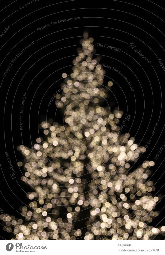 Xmas Tree Lifestyle Stil Design Dekoration & Verzierung Nachtleben Feste & Feiern Weihnachten & Advent Umwelt Winter Baum Fichte Tanne Weihnachtsbaum glänzend